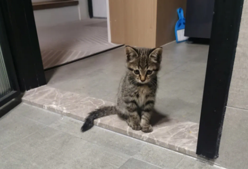 猫咪晚上为什么蹲门口拉屎呢