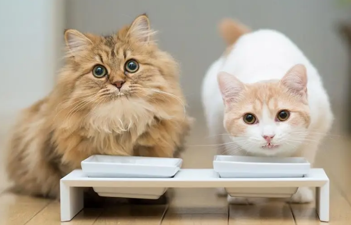 猫咪为什么喜欢黑色的东西 猫咪为什么喜欢黑色的东西