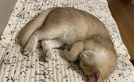 猫猫睡觉为什么蜷成团