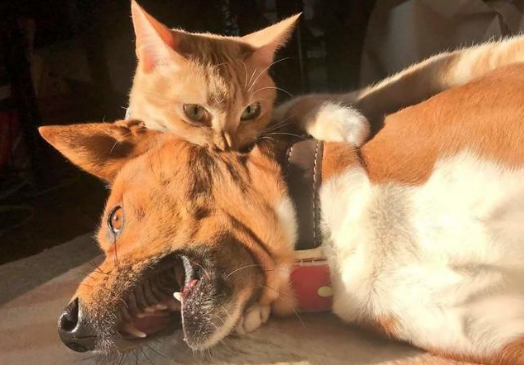 猫喜欢咬狗脖子 猫喜欢咬狗脖子