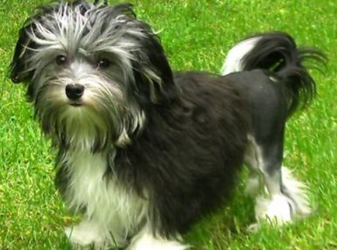 罗秦犬怎么护理？带你们来瞧瞧！
