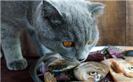 猫喜欢吃鱼还是吃肉