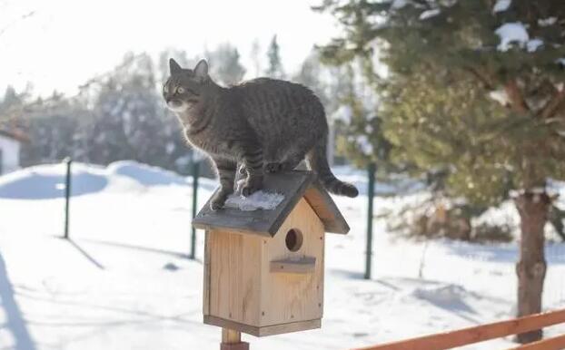 怎么找猫舍买猫 怎么找猫舍买猫