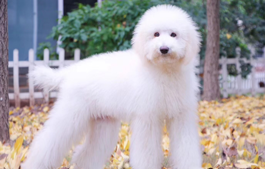 巨贵犬哪个颜色贵?你了解过吗! 巨贵犬哪个颜色贵?你了解过吗!