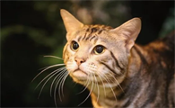 为什么不让学生领养猫咪