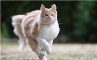 猫咪亢奋的原因是什么