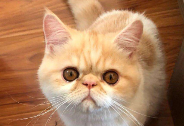 猫咪眼睛肿是因为什么引起的