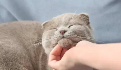 猫咪为什么喜欢被人摸