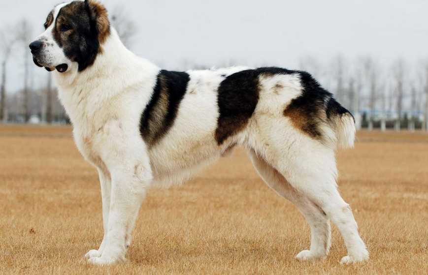 中亚牧羊犬性格怎么样？自信、忠诚