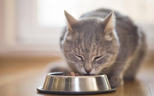 小鹌鹑能天天给猫吃吗