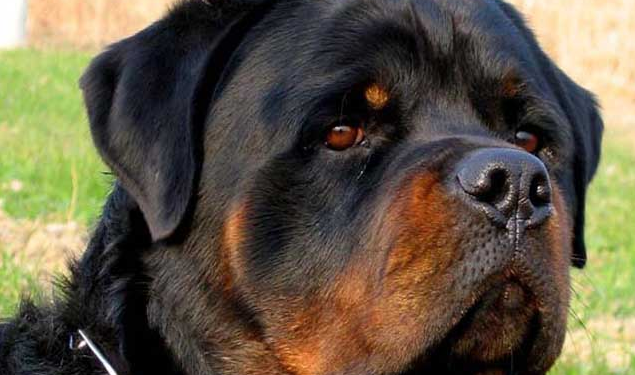 罗威纳犬能吃吗？每个狗狗不一样