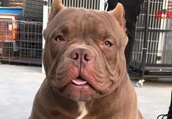 美国恶霸犬怀孕怎么护理?来了解下吧 美国恶霸犬怀孕怎么护理?来了解下吧