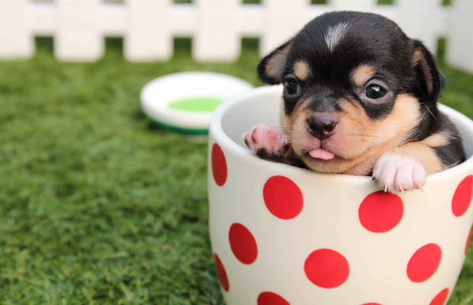 茶杯狗狗为什么不能养了