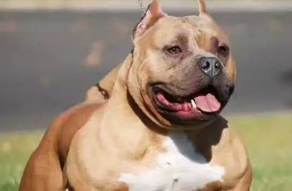美国恶霸犬怕热吗？它怕热的原因是什么？