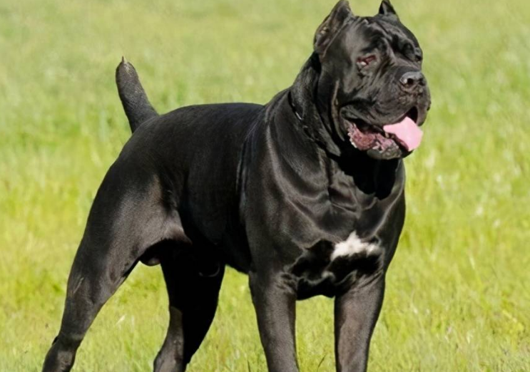 卡斯罗犬认主的表现？哪些方面说明它认主？