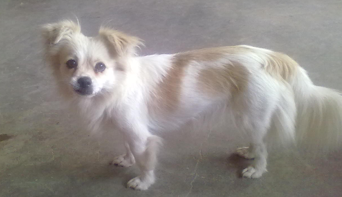 蝴蝶犬得了犬瘟怎么办?主人该做什么? 蝴蝶犬得了犬瘟怎么办?主人该做什么?