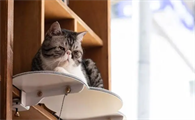 猫咪为什么需要排毛