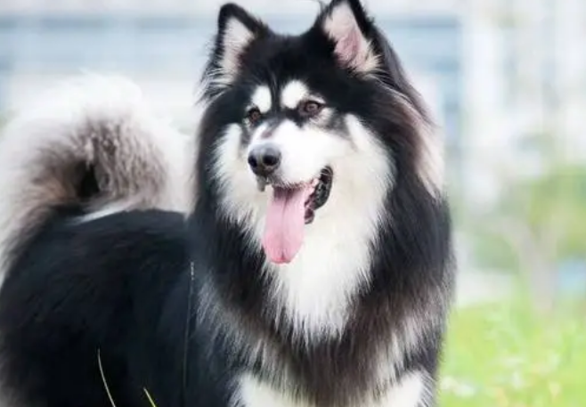 阿拉斯加犬洗澡用什么洗?什么工具适合它? 阿拉斯加犬洗澡用什么洗?什么工具适合它?