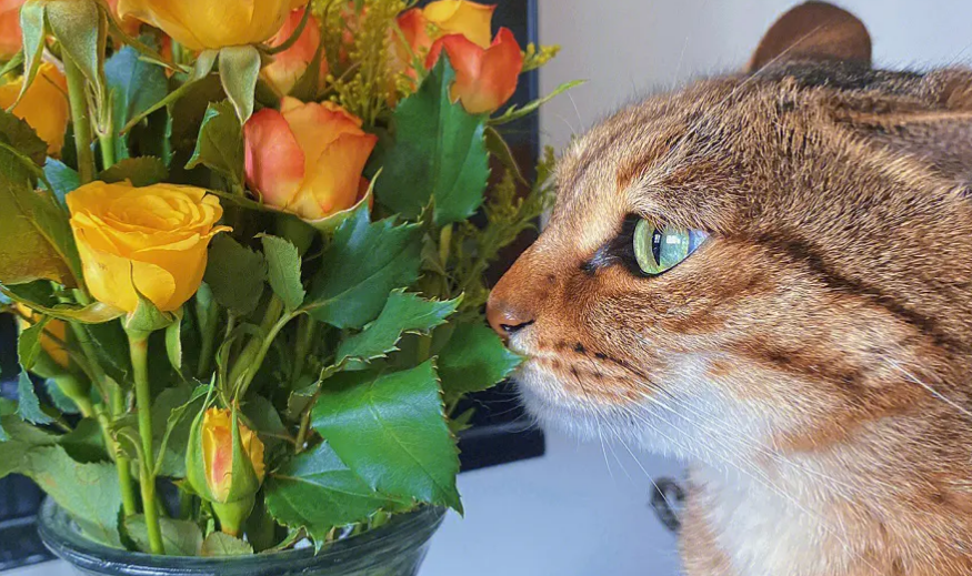 猫咪友好植物有哪些 猫咪友好植物有哪些