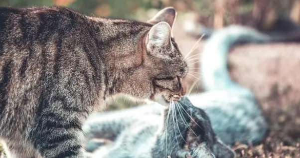 猫死了咋处理
