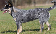 澳大利亚牧牛犬喂什么？带你们来瞧瞧！