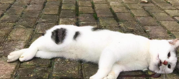 为什么不能让猫咪靠近棺材睡觉
