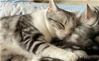为什么猫喜欢搂着猫咪睡觉的原因