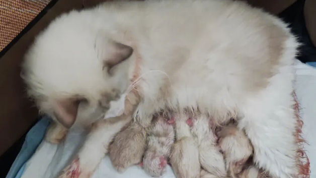 猫咪生育时会不安吗