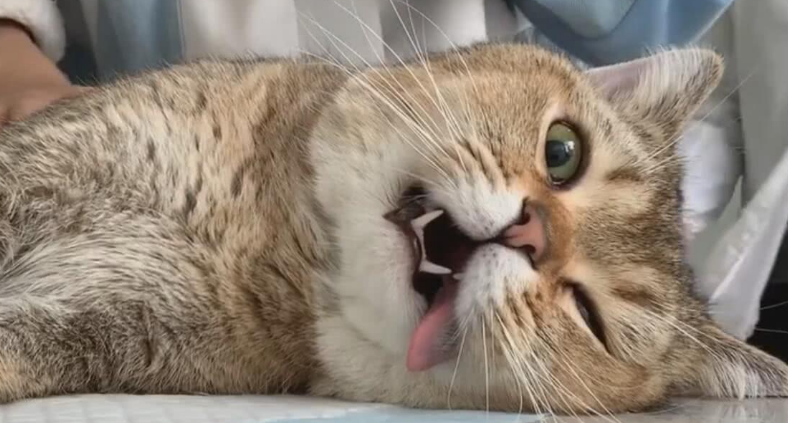 猫咪麻醉后眼睛是睁开的吗 猫咪麻醉后眼睛是睁开的吗