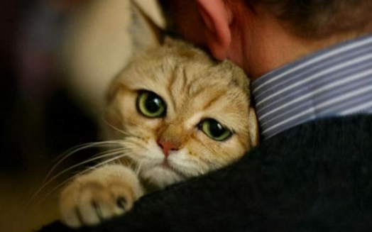 养猫的男人很恐怖 养猫的男人很恐怖