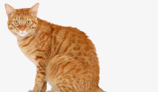 新手养猫注意事项 新手养猫注意事项