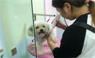 宠物店开毛结怎么收费