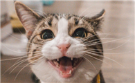 小猫咪叫声沙哑的原因