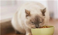 猫咪为啥吐了猫粮