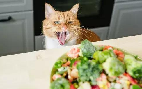 猫为什么爱吃蔬菜