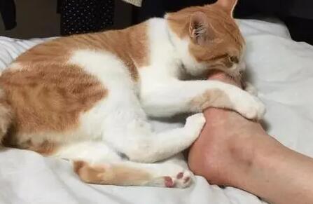 为什么猫咪喜欢扣我脚掌呢 为什么猫咪喜欢扣我脚掌呢