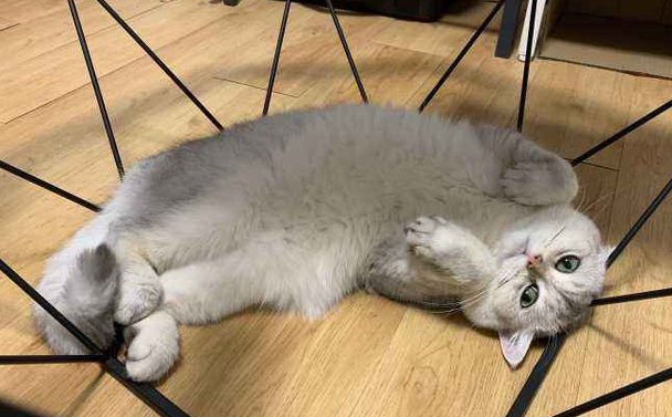 猫总是翻肚皮给你看是什么意思 猫总是翻肚皮给你看是什么意思