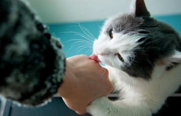 猫咪为什么舔你胳膊呢