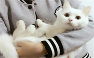 正确抱猫方式图解