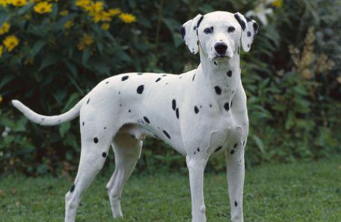 大麦町犬得了犬细小怎么办?怎么治疗呢? 大麦町犬得了犬细小怎么办?怎么治疗呢?