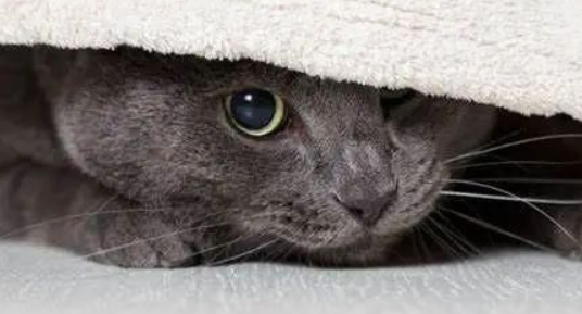 小猫害怕求饶的表现 小猫害怕求饶的表现