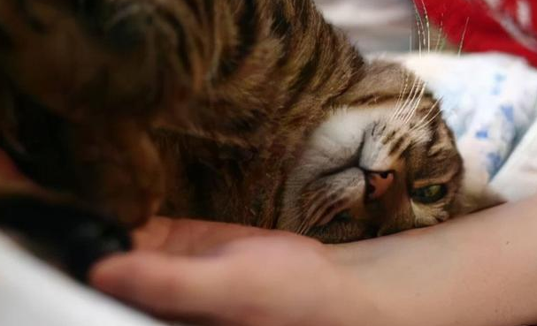 宠物猫为什么喜欢跟人亲近