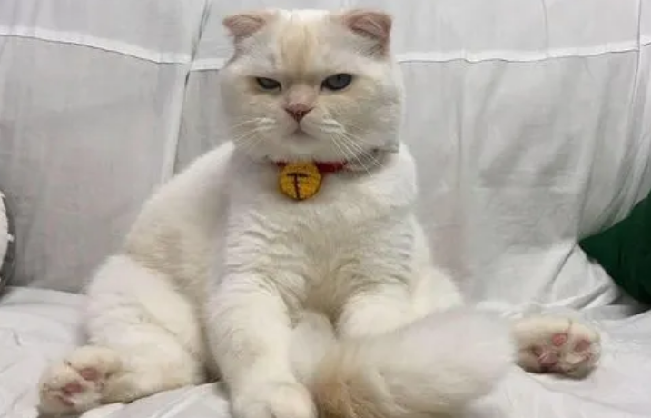 猫咪最近总喜欢趴着为什么