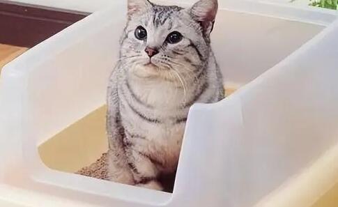 猫为什么往后尿