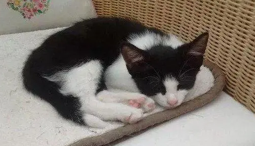 小猫死了可以拿手碰吗