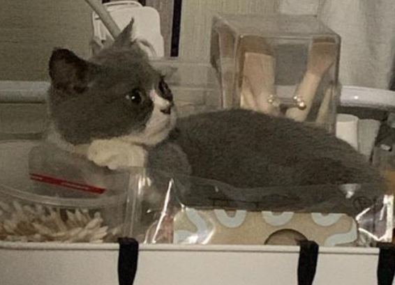 矮脚猫肚子很大怎么办?要主要观察 矮脚猫肚子很大怎么办?要主要观察