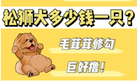 松狮犬多少钱一只？据说巨好撸，心动了！