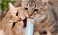 为什么猫咪那么爱吃猫条