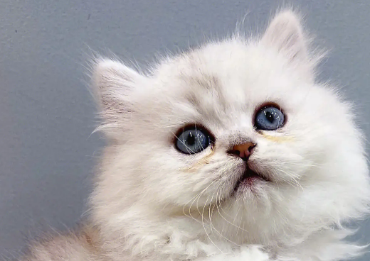 金吉拉猫眼睛受伤怎么处理？来get下吧