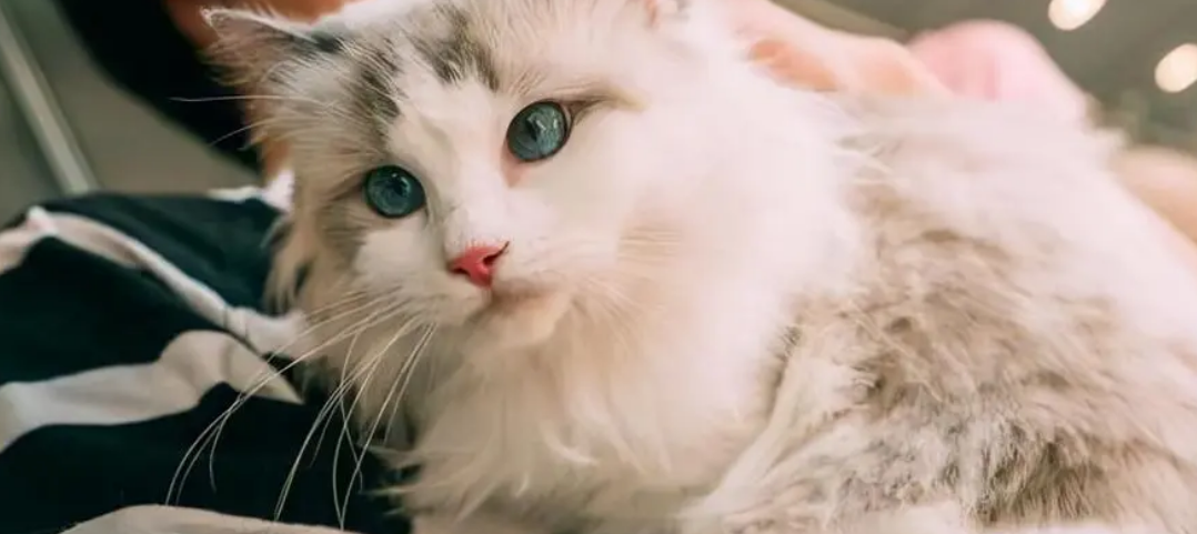喜欢猫的男生恋爱心理